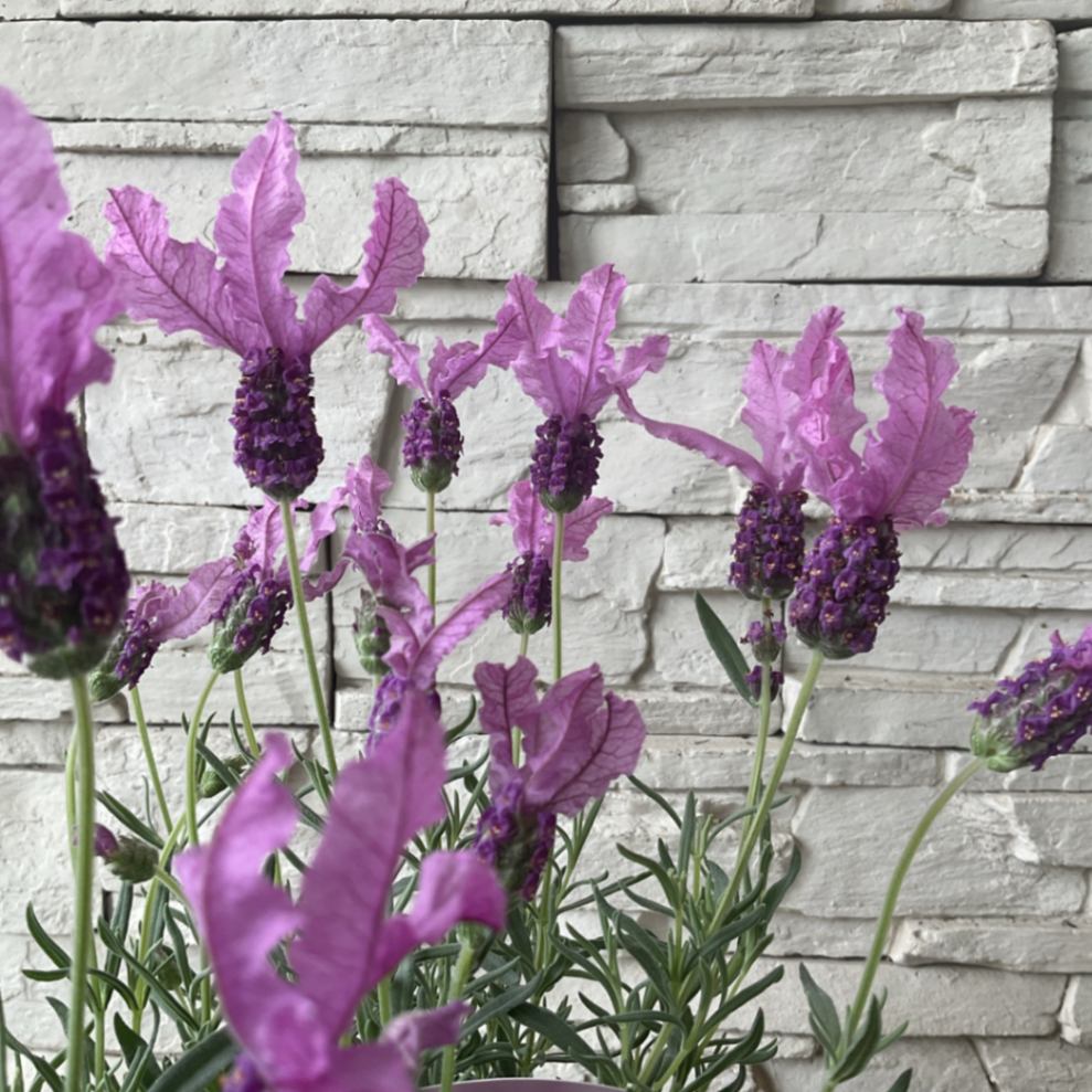 プリンセスラベンダー 3.5寸ポット | 鉢花・花苗 | 橋本種苗園