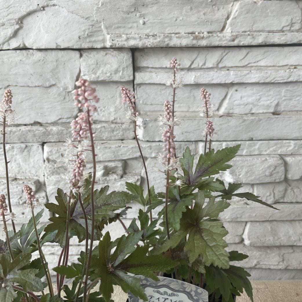 ティアレア スプリングシンフォニー 3寸ポット | 鉢花・花苗 | 橋本