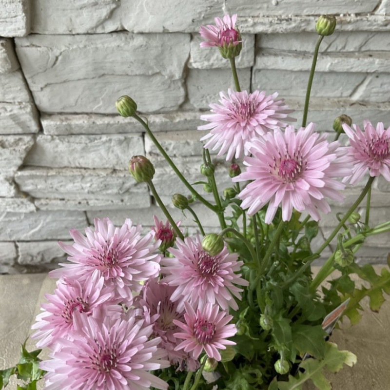 すべての商品 | 橋本種苗園オンラインストア