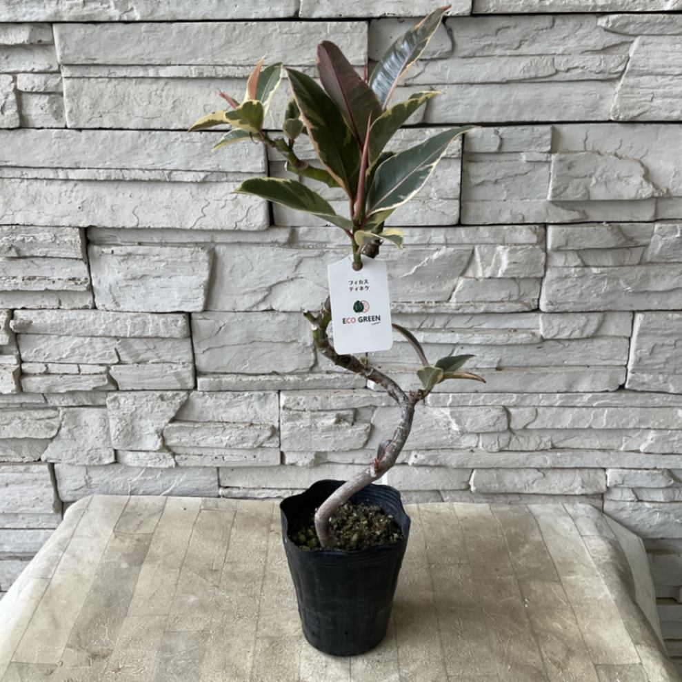 フィカス ティネケ 選抜変わり斑 5号鉢つき 3株セット❗写真2枚目