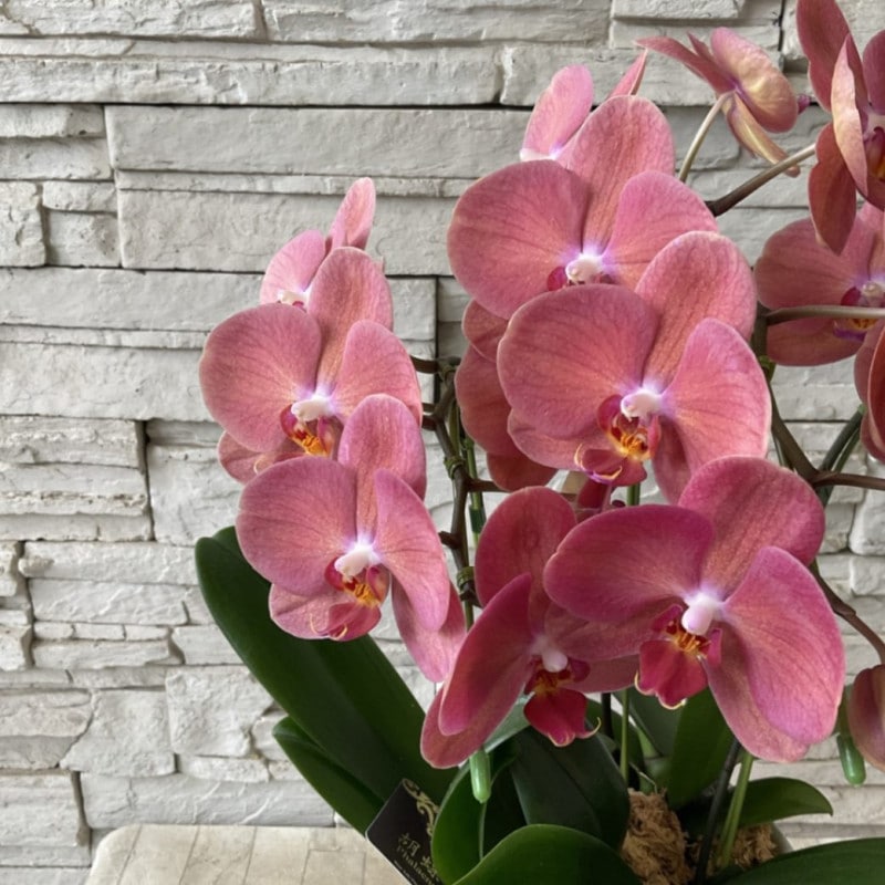 【送料無料】胡蝶蘭　オレンジガール ６寸鉢