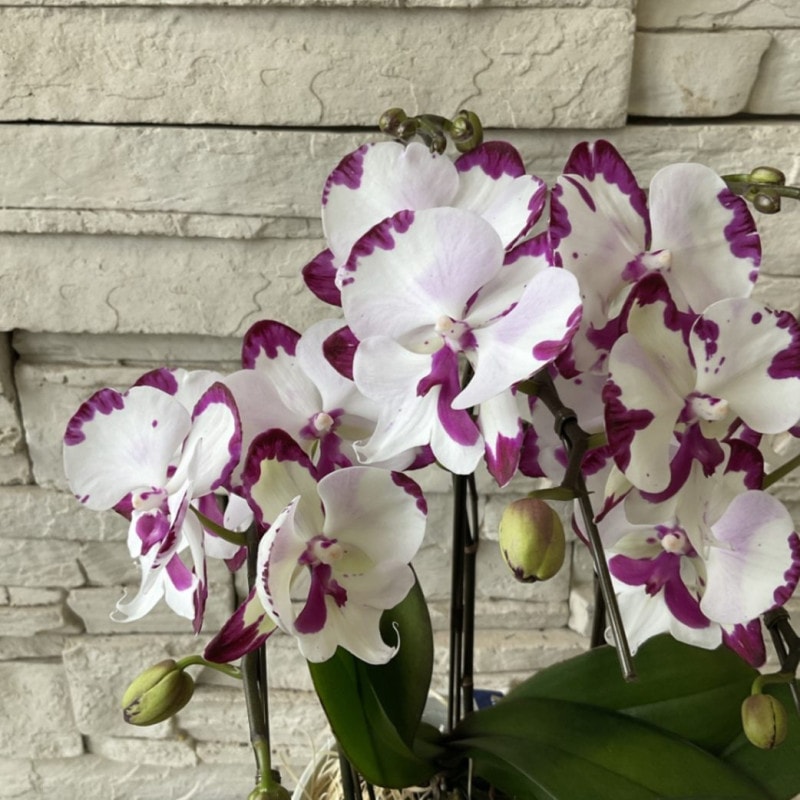 【送料無料】ミニ胡蝶蘭　ダルメシアン ５寸鉢