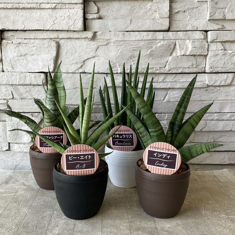 ポトス　ブルーフォーム　海外新品種　セブブルーより入手困難　カット苗発根済み 2025年最新】セブブルーの人気アイテム - メルカリ