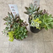 【多肉植物】お肉園　多肉寄せ植え 2.５寸ポット