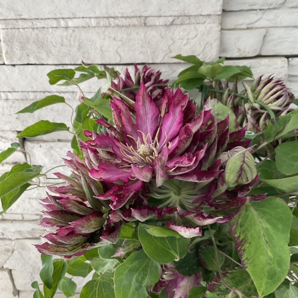 クレマチス　苗　⑥ 000000003384_ktMAag5.jpg