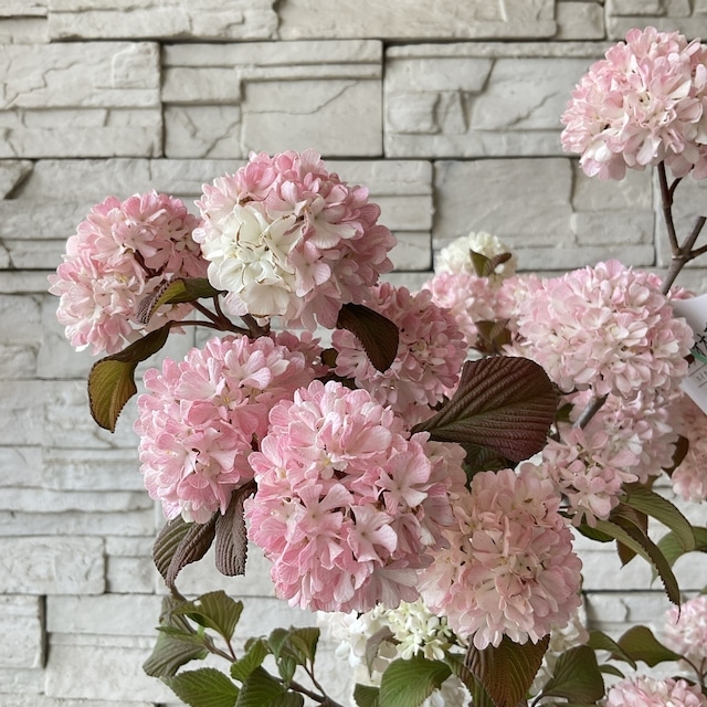 送料無料】ピンクオオデマリ 6寸鉢 | 鉢花・花苗 | 橋本種苗園