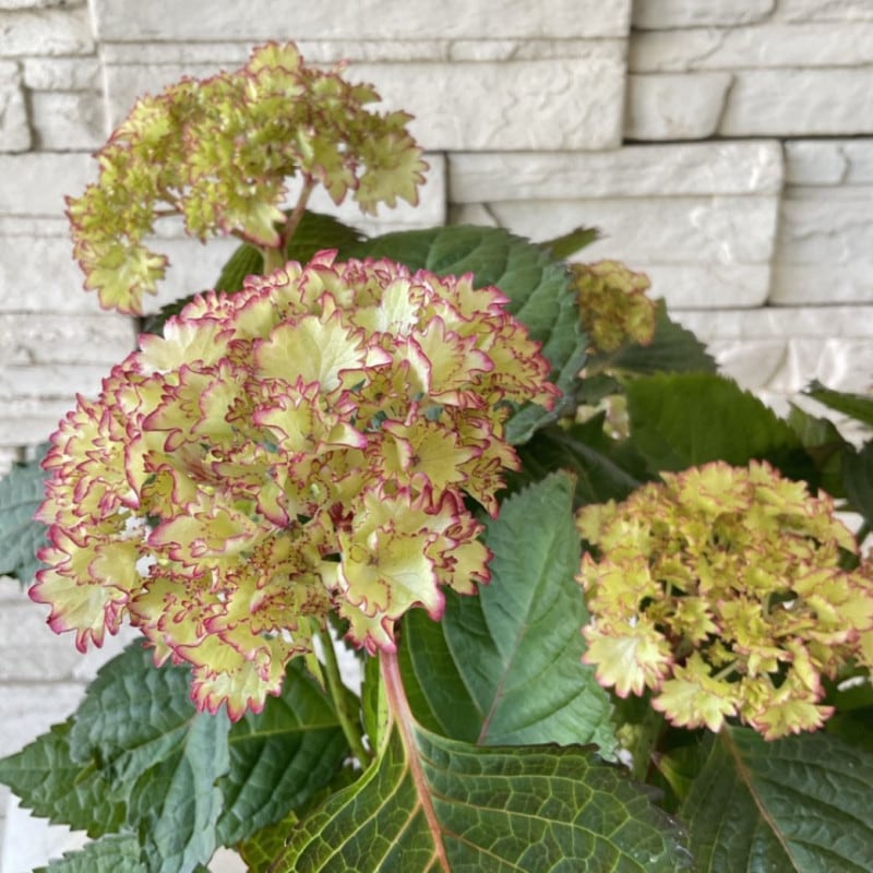 輸入アジサイエルブタル大苗 輸入アジサイ エルブタル クラシック 挿し木苗 - メルカリ