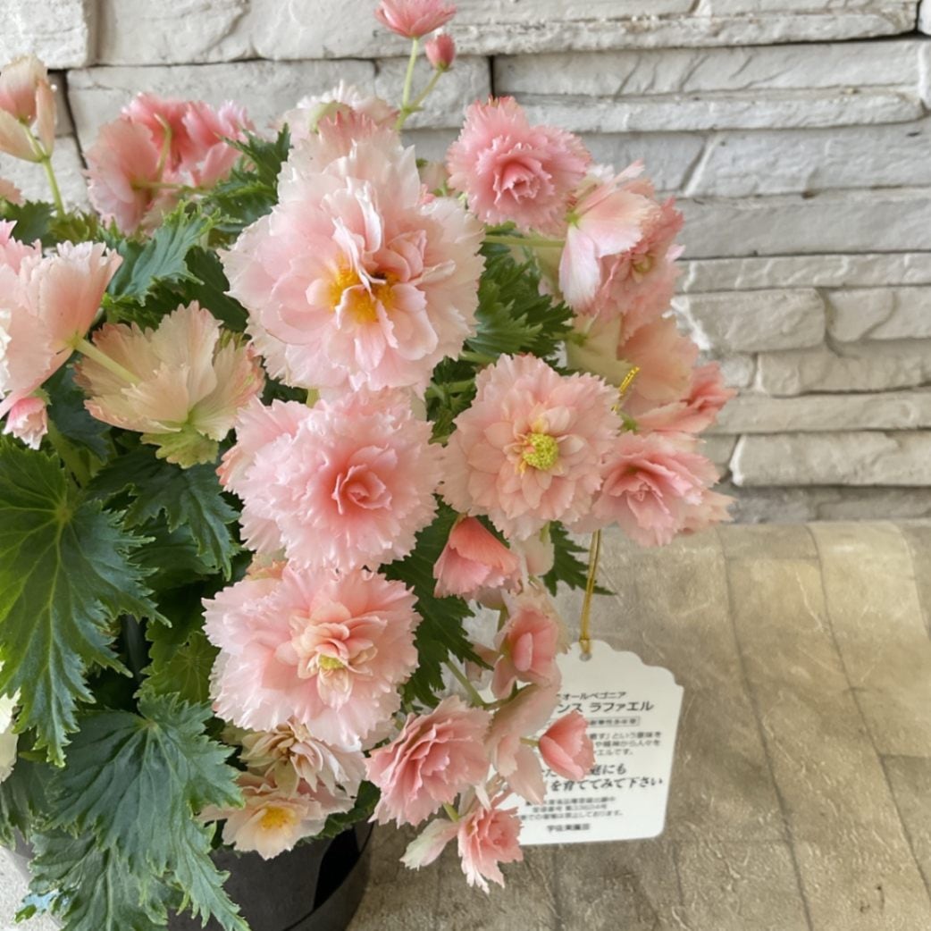 エラチオールベゴニア ルネッサンス ラファエル 5寸鉢 | 鉢花・花苗