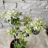 モチツツジ　4.5寸鉢