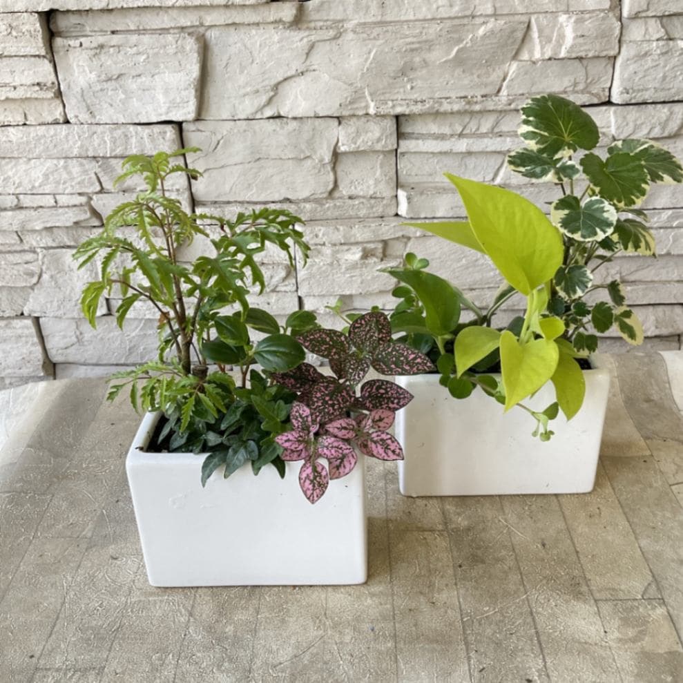 観葉植物　130株以上まとめ売り GREEN COFFRET シャラ株立ち120cm 人工観葉植物 フェイクグリーン