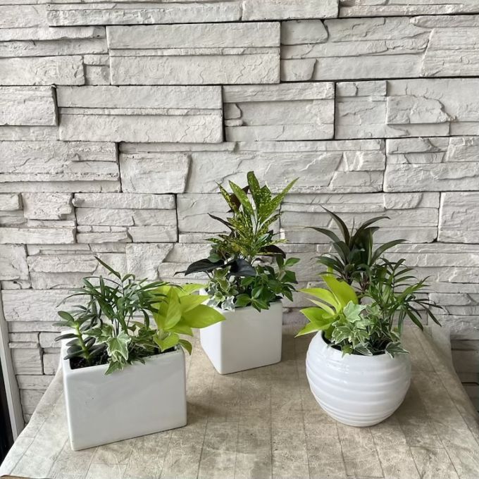 観葉植物の寄せ植え　陶器鉢