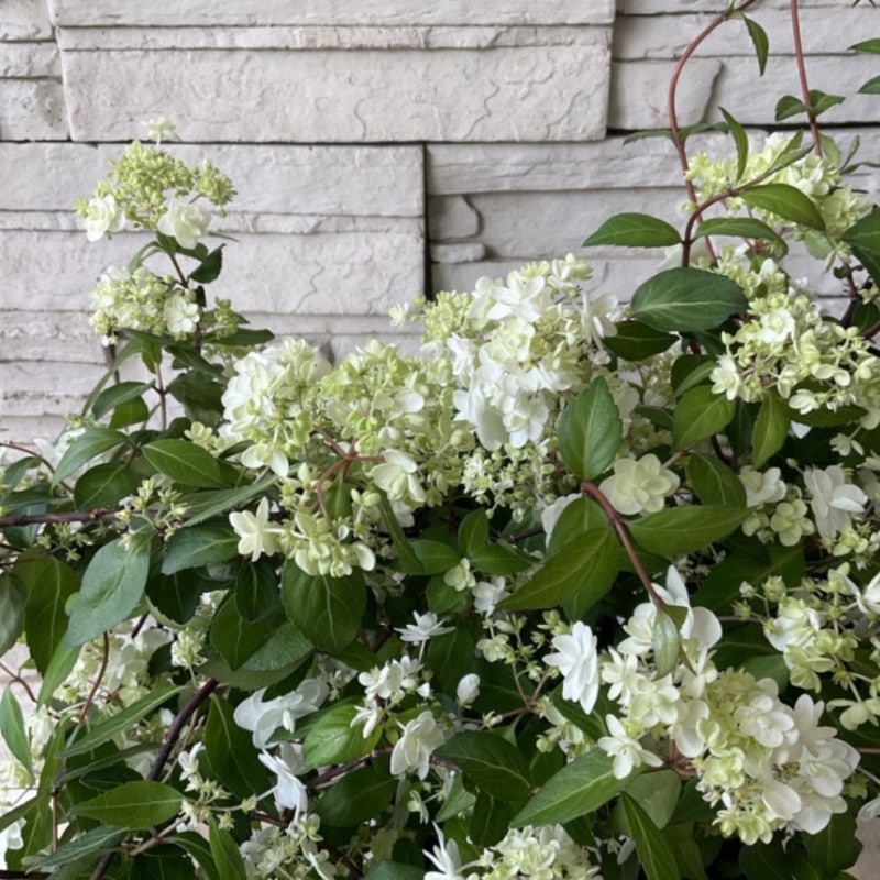 【母の日ギフト】コガクウツギ　ハナガサ ６寸鉢