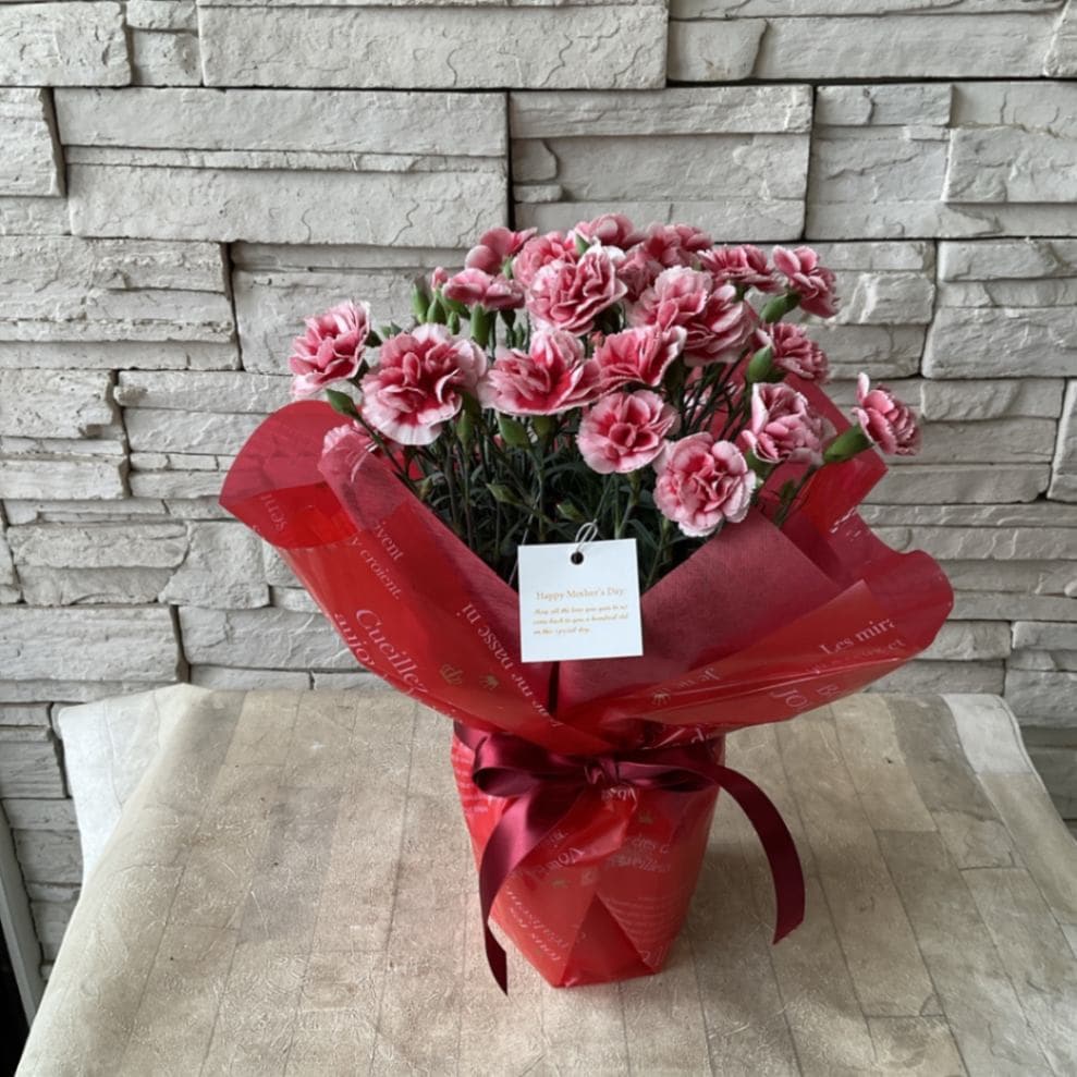 カーネーションさん専用 母の日ギフト】 カーネーション いちごキャンディ 5寸鉢 | GIFT | 橋本