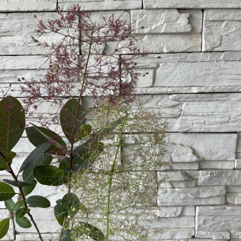 【母の日ギフト】スモークツリー　選べる♪2品種