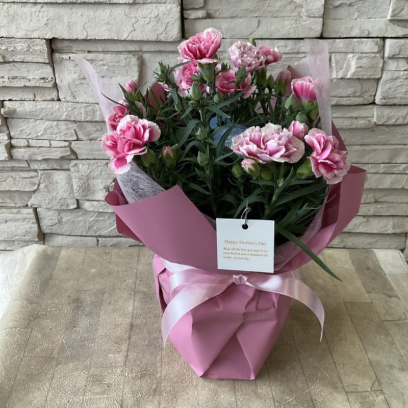 【母の日ギフト】カーネーション　ミルキーリップ ５寸鉢