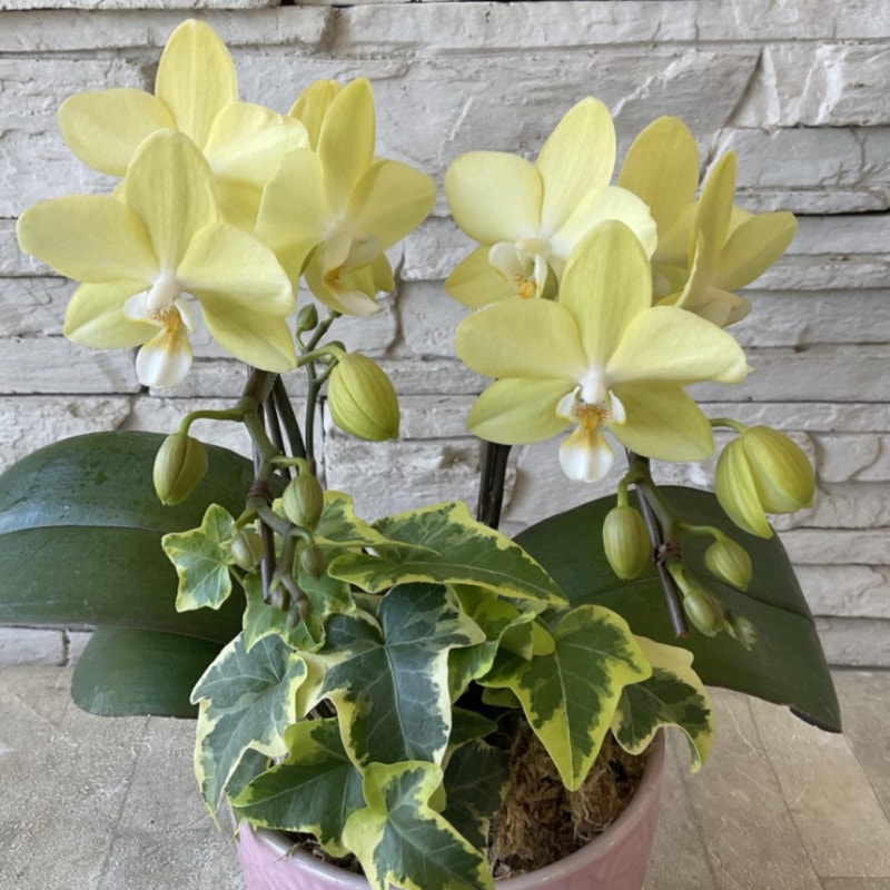 【母の日ギフト】 胡蝶蘭　イエロー ４寸陶器鉢