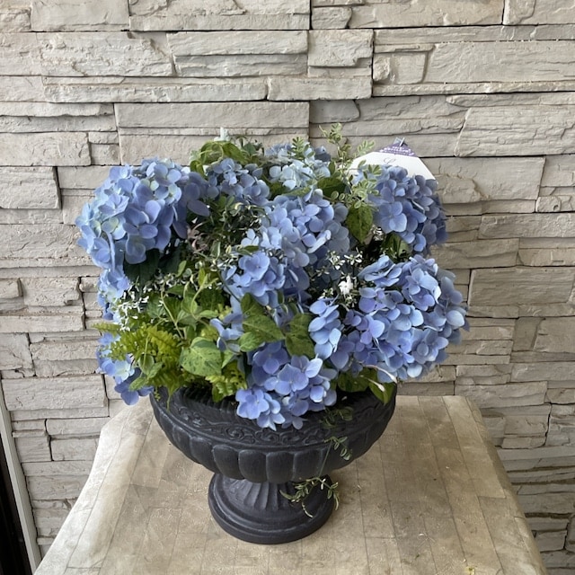 ナッシー様　激レア）エキノケレウス　62種類 123株セット+ウチワ輸入カット苗 すべての商品 | 橋本種苗園オンラインストア