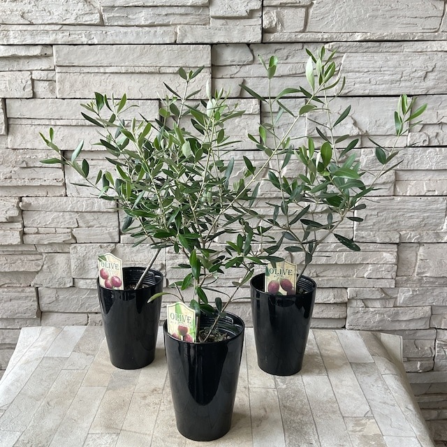 オリーブ 選べる♪4品種 4号鉢 | 鉢花・花苗 | 橋本種苗園オンラインストア