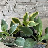 ギボウシ　ホスタ　選べる♪8種