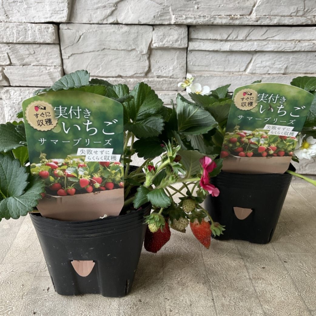 四季成りいちご サマーブリーズ 4寸ポット | 鉢花・花苗 | 橋本種苗園