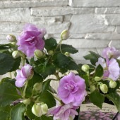 栄養系ダブルインパチェンス　カンタービレ 3.５寸ポット