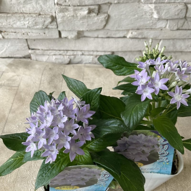 鉢花・花苗 | 橋本種苗園オンラインストア
