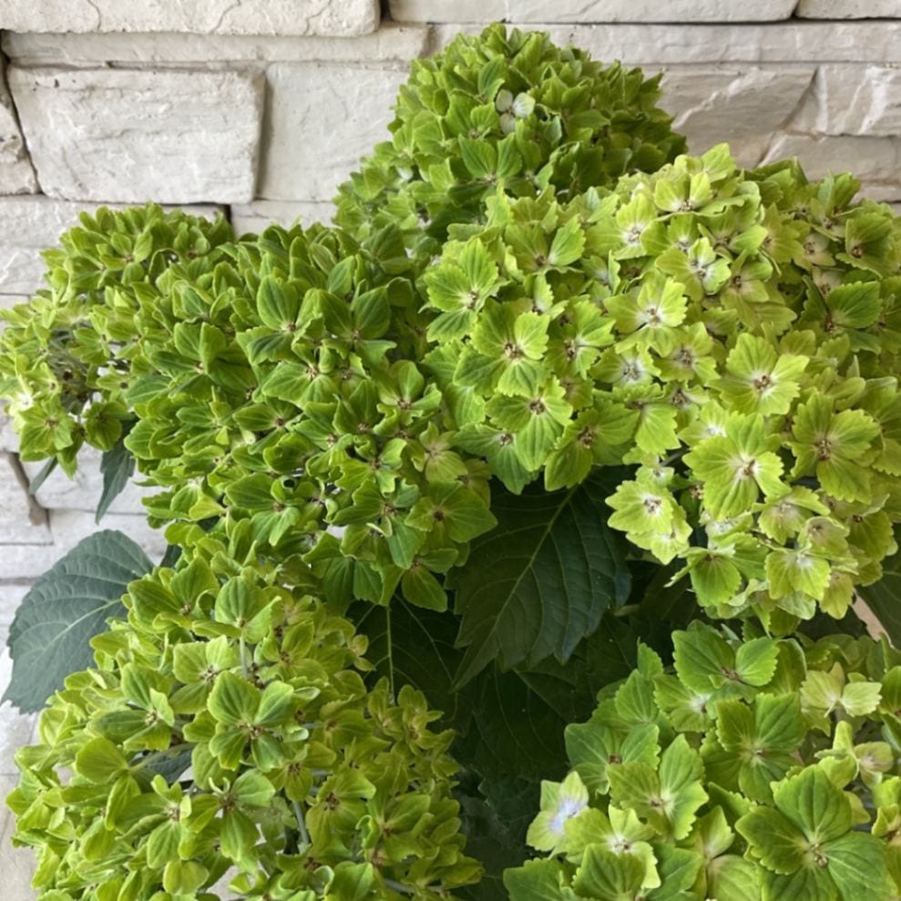 【花苗】数量限定　紫陽花　マジカルラプソディ　開花中　正規品　タグ付き 花苗】数量限定 紫陽花 マジカルラプソディ 開花中 正規品 タグ付き