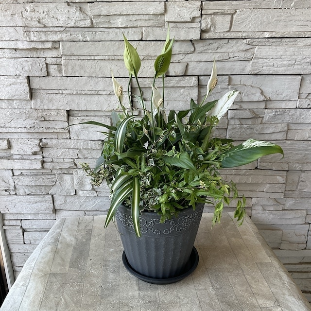 観葉植物】スパティフィラムの寄せ植え 選べる鉢色 | 寄せ植え | 橋本