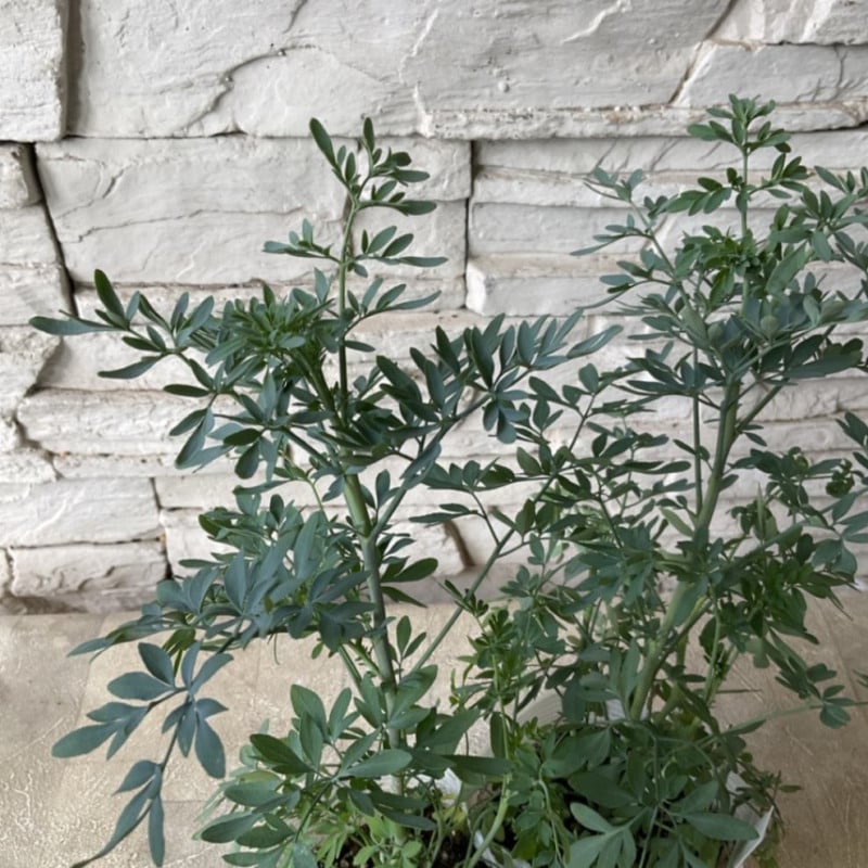 【ハーブ】ルーダ　バリー 3.5寸ポット