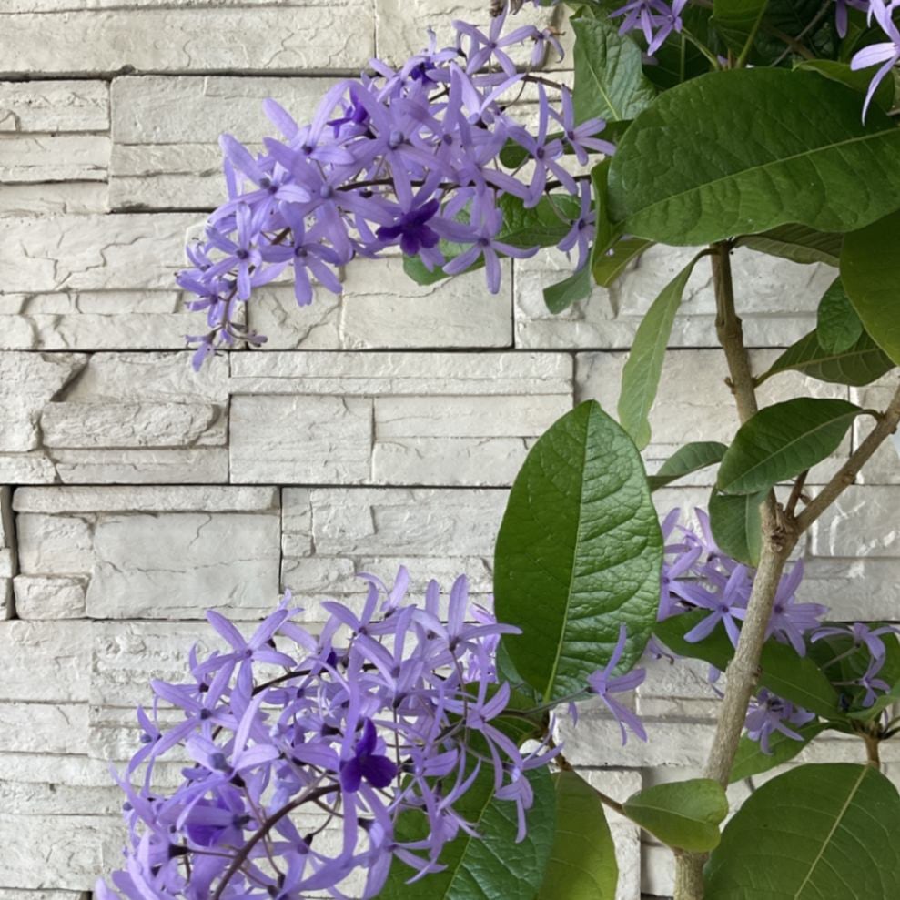 大輪ペトレア地上の星座6号開花株苗鉢120cm