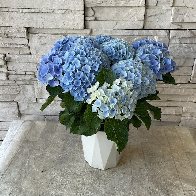 絶品。アカメソロ株立3.2M(鉢底から) スドー メダカの発泡鉢 小 3.2L 195640 1個（直送品） - アスクル