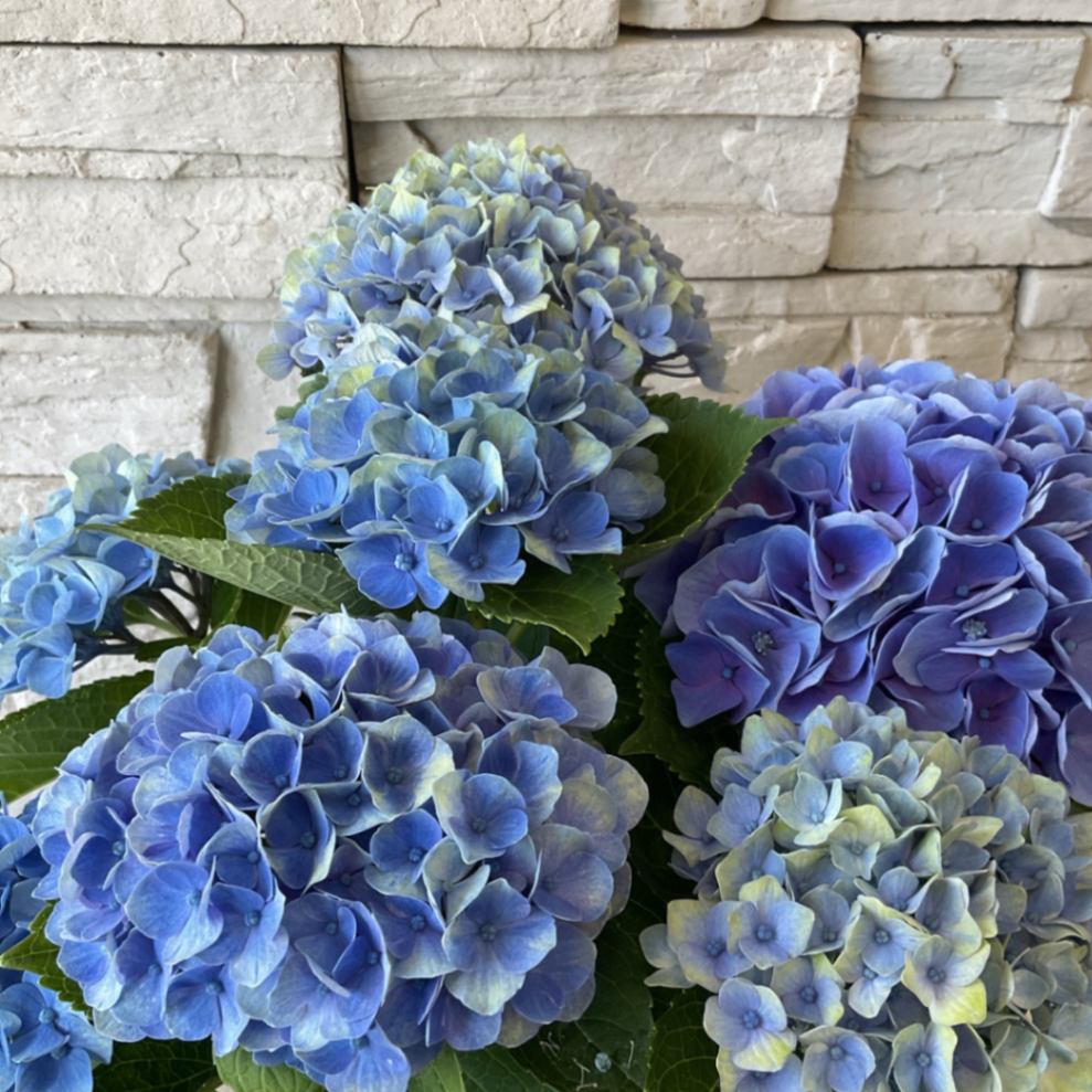 花 アメジスト 3.4Kg ウルグアイ産 フラワーアメジストクラスター t95-10854 : 誠安