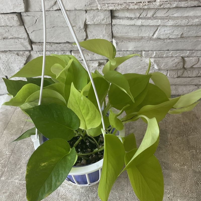 【観葉植物】ポトス　ライム　4.5寸吊鉢