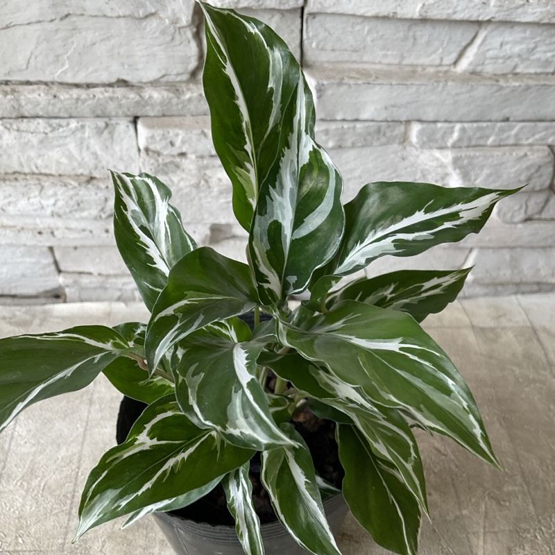 観葉植物 | 橋本種苗園オンラインストア