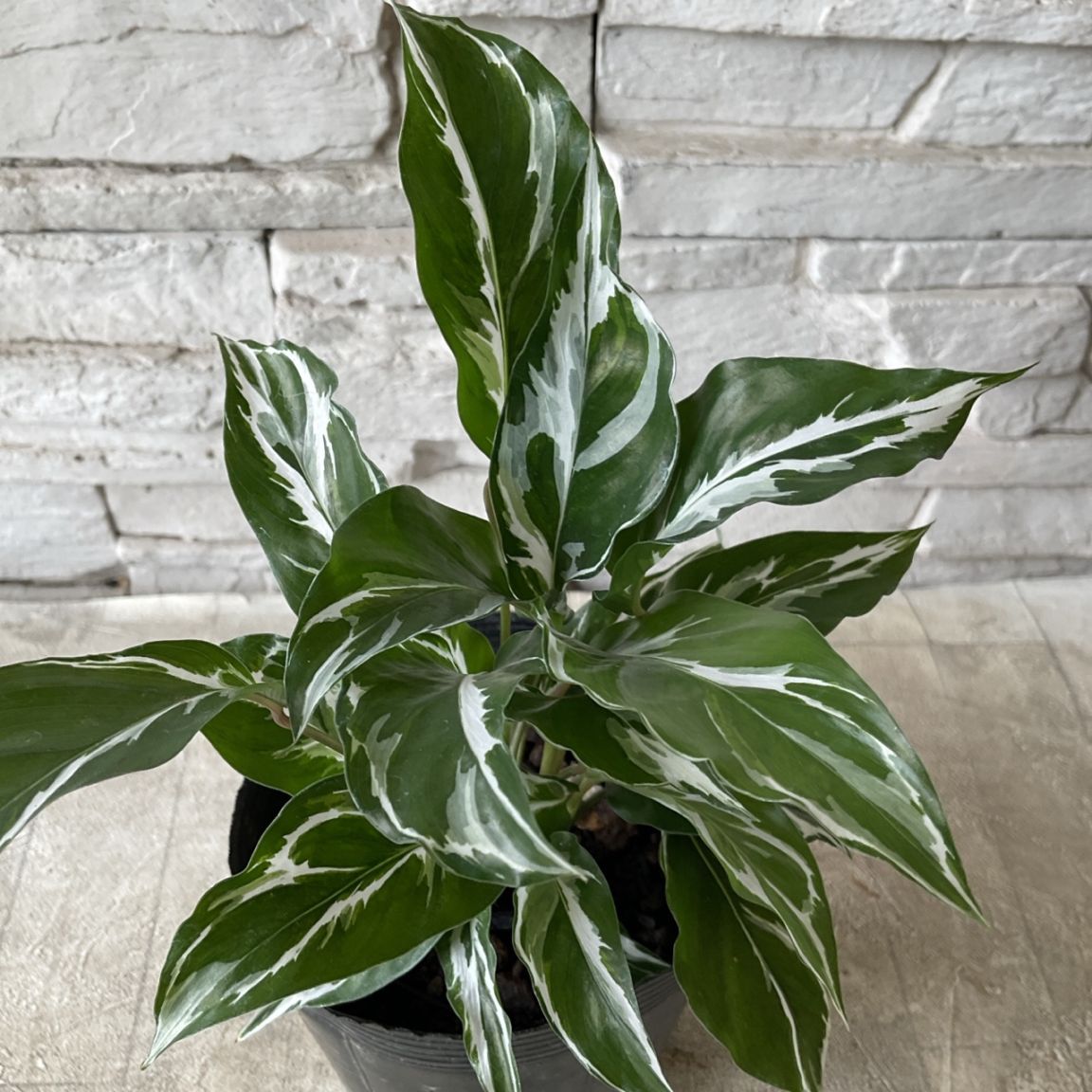 観葉植物】カラテア ホワイトフュージョン 3.5寸ポット | 観葉植物