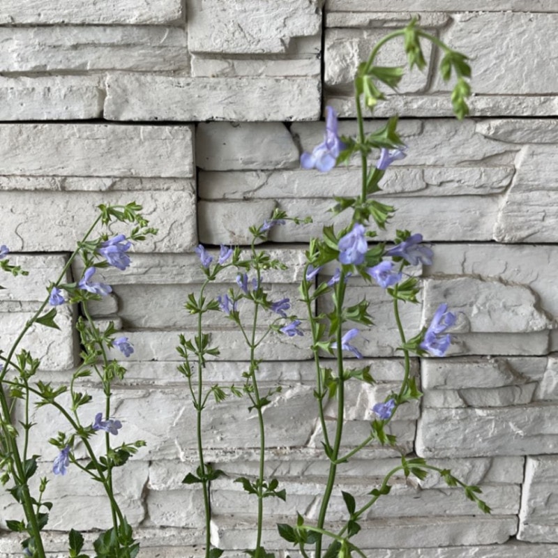 NO157  ナチュラルミント＆グリーン♡ドライとプリザのフラワーガーランド♪ NO157 ナチュラルミント＆グリーン♡ドライとプリザのフラワーガーランド♪