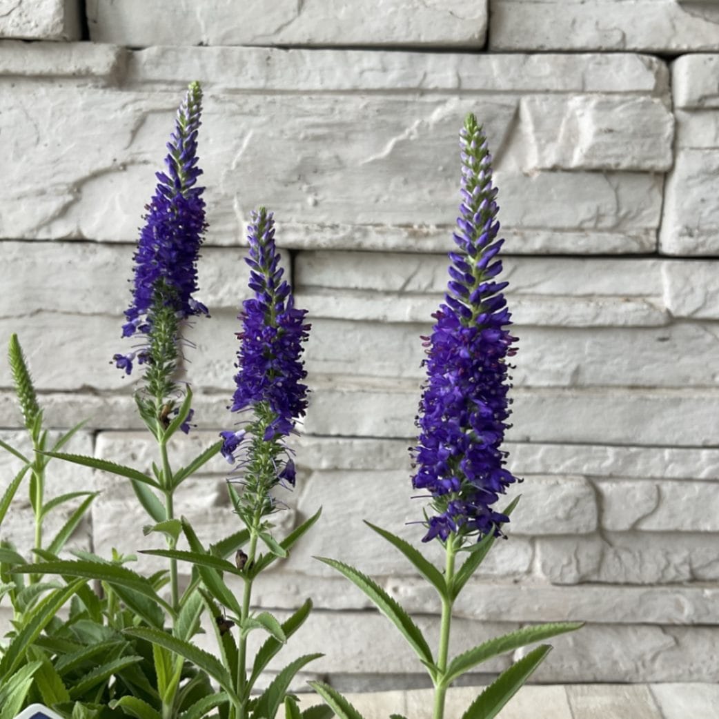 63＊暑さ寒さに強い宿根草ベロニカ（ハミングバード） 63＊暑さ寒さに強い宿根草ベロニカ（ハミングバード）