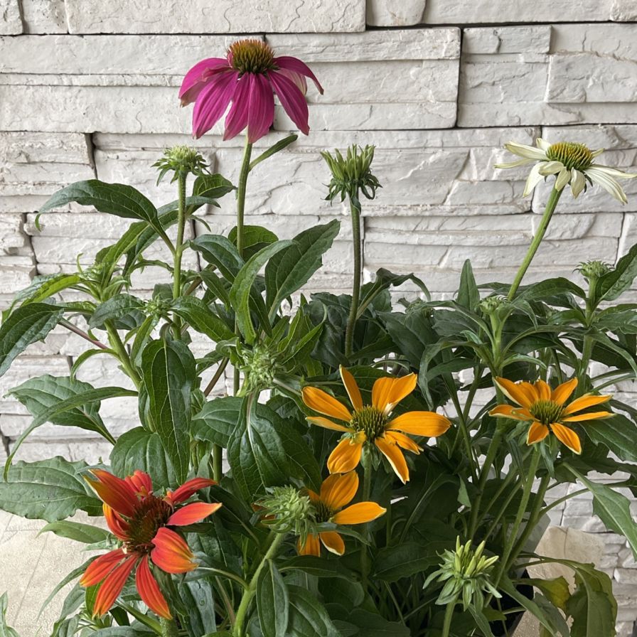 エキナセア苗4品種 限定1セット】エキナセア苗サンシーカーズシリーズ4品種