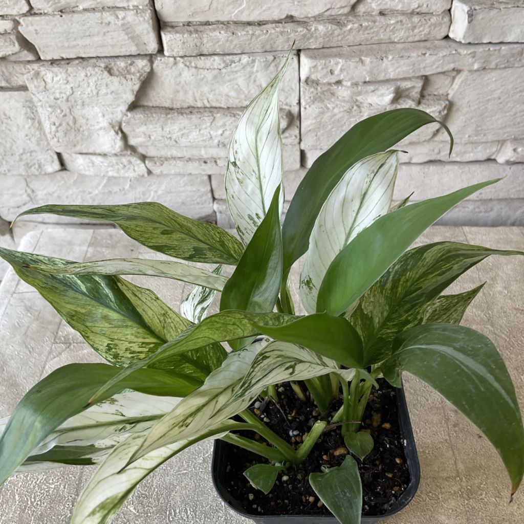 観葉植物】斑入り スパティフィラム ワリシー 3.5寸ポット | 鉢