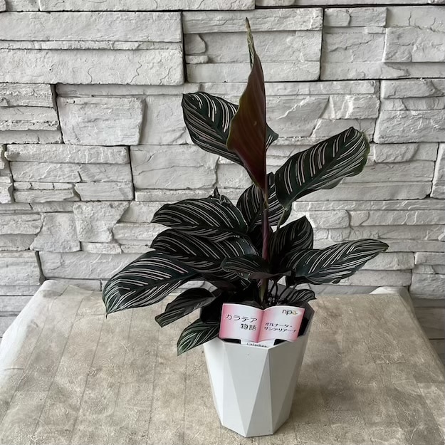 【観葉植物】カラテア　オルナータ　サンデリアーナ 5寸鉢