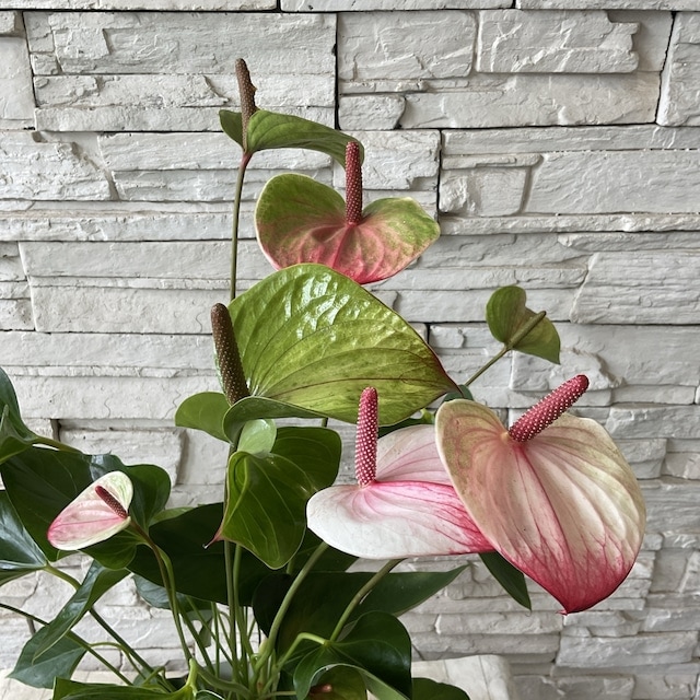 アンスリューム ミスティピンク 5寸鉢 | 観葉植物 | 橋本種苗園