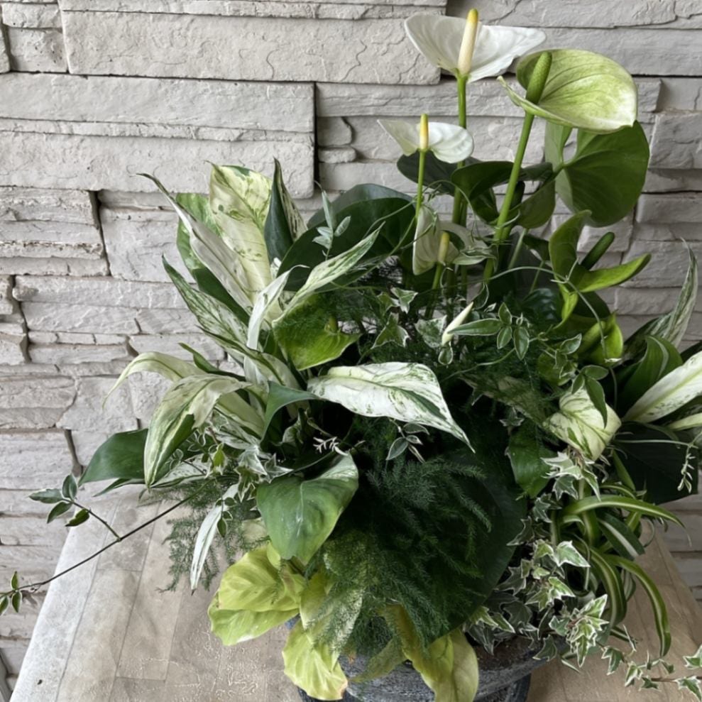 アンスリウム　3点セット アンスリウム 3号 | 観葉植物ならHitoHana