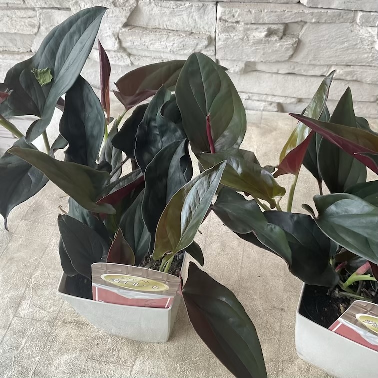 【観葉植物】シンゴニウム　チョコレート　4寸ポット