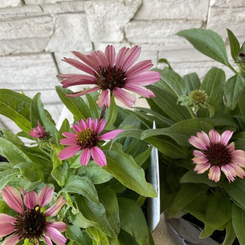 大株 コーストバンクシア ポット鉢植え 苗木 極太幹 ワイルドフラワー