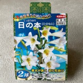 【球根】てっぽうゆり　日の本(ひのもと)