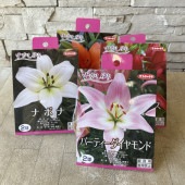 【球根】すかしゆり　選べる♪13種
