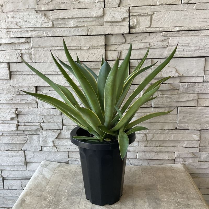 【送料無料】【多肉植物】アガベ　ベネズエラ 7寸鉢