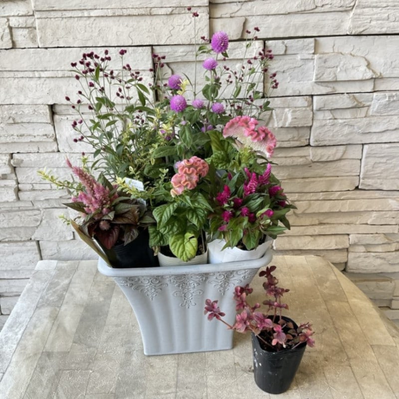 寄せ植え | 橋本種苗園オンラインストア