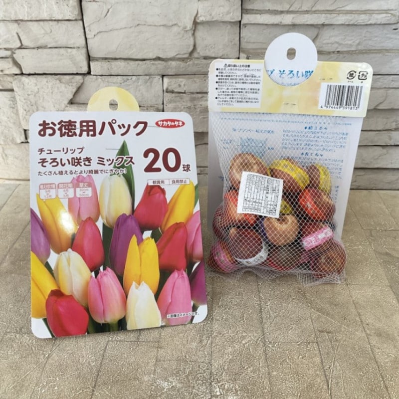 【球根】チューリップ　そろい咲　ミックス 20球　お得用パック