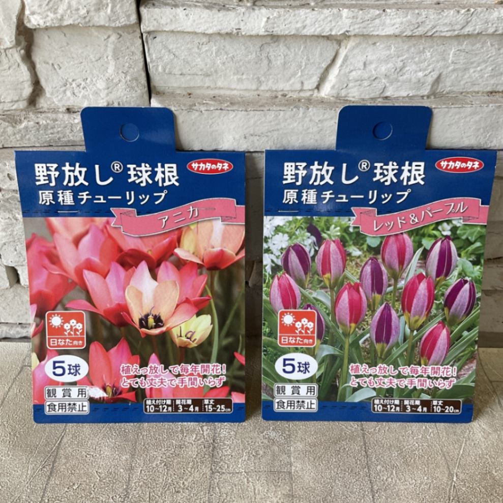 楽天市場】原種系 チューリップ 球根の通販 原種チューリップ いろいろ
